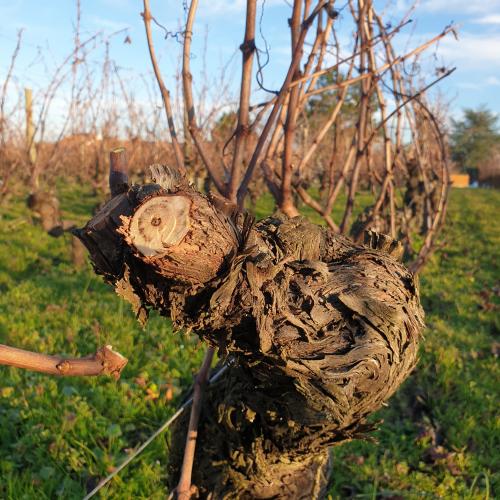 Cèpe de vigne - Château Farizeau - Vin biologique