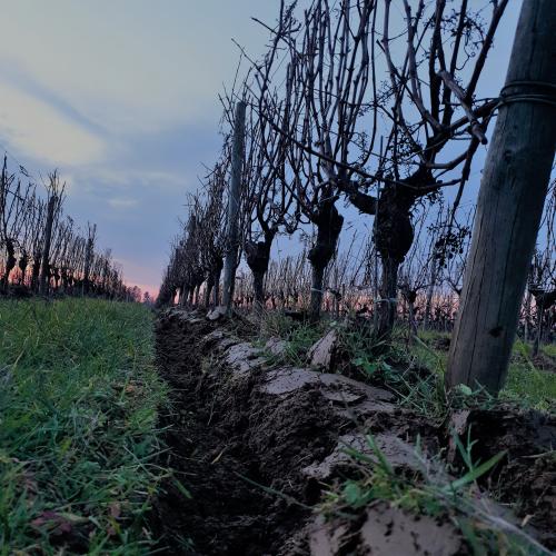 Rang de vigne chaussé - Château Farizeau